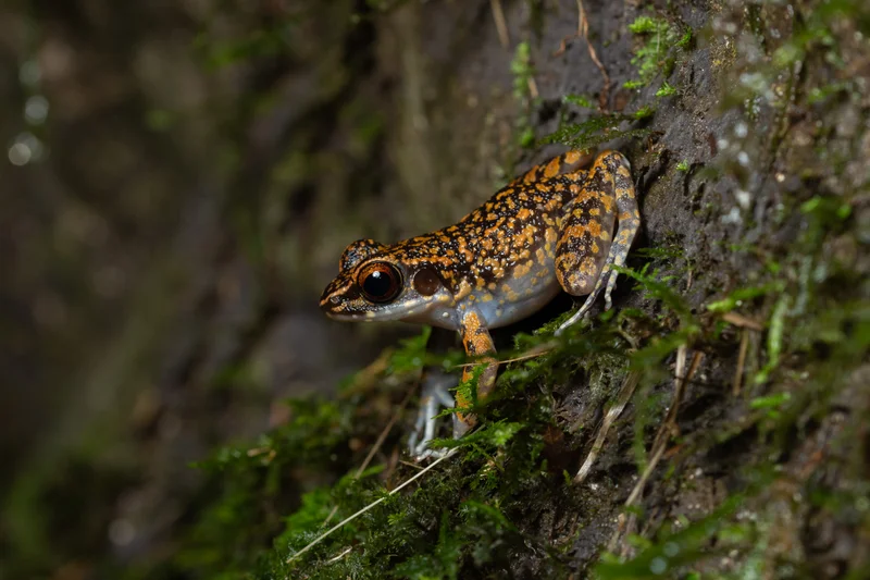 Spotted Stream Frog