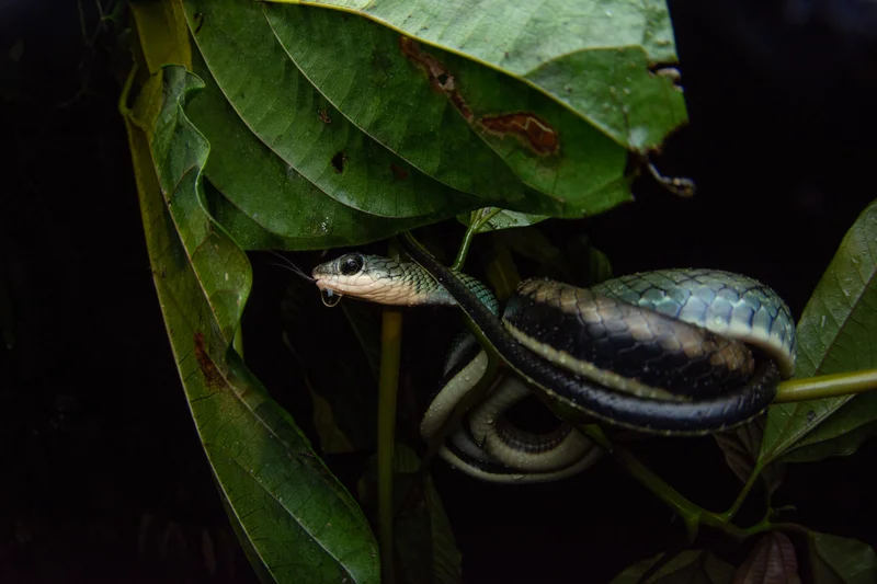 White-bellied Rat Snake
