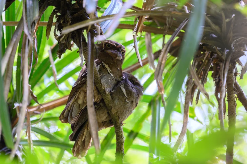 菲律賓蟆口鴟