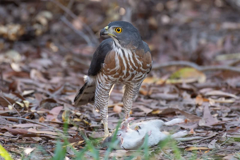 鳳頭蒼鷹