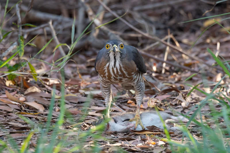 鳳頭蒼鷹