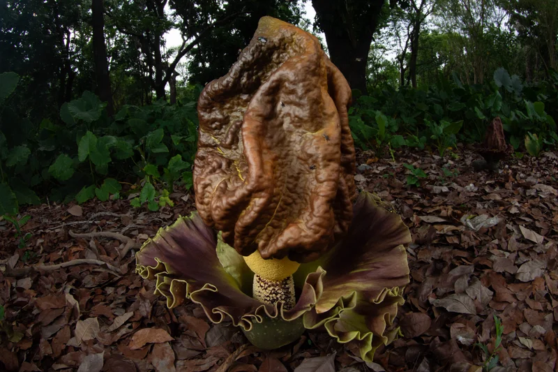 疣柄魔芋