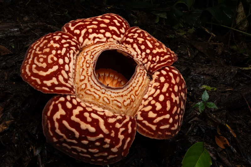 大王花