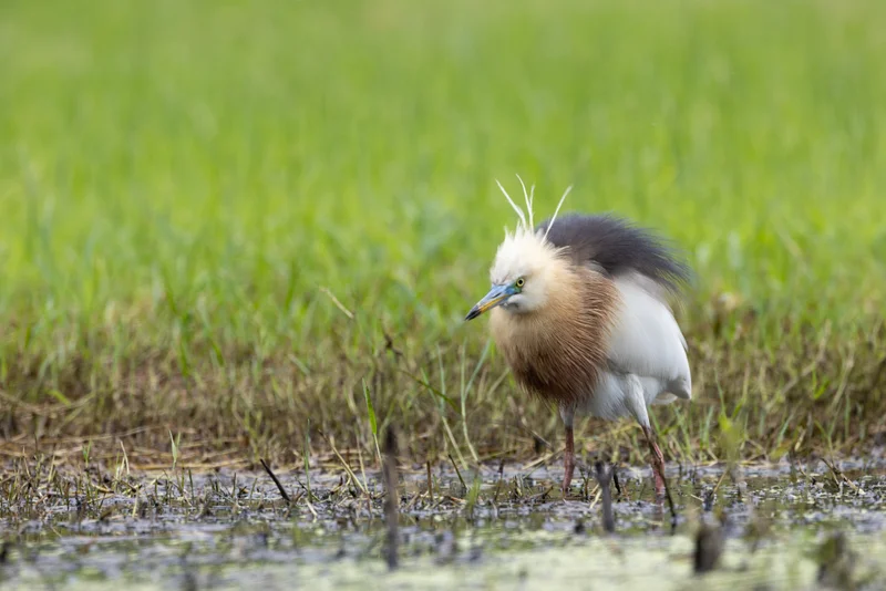 爪哇池鷺