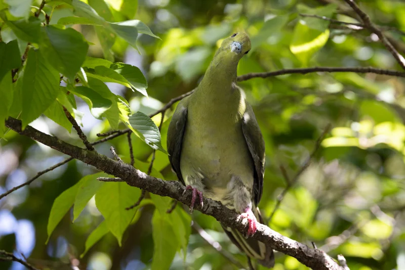 琉球綠鳩