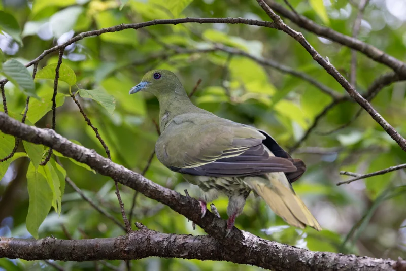 琉球綠鳩