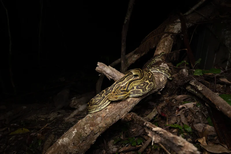 黃綠龜殼花（波布）